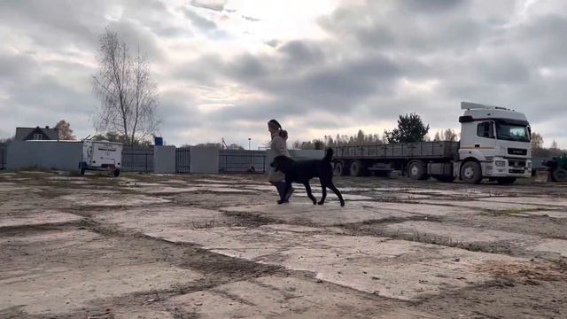 БУБЛИК (АМБУЛ ИЗ КЛОВИ - 10 мес., октябрь 2022) смотреть онлайн