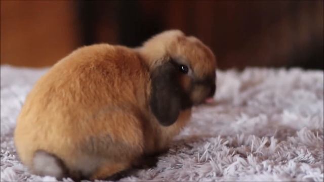 Миниатюрный вислоухий кролик минилоп смотреть онлайн