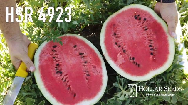 Hollar Seeds Branded Crimson Sweet Type Watermelons смотреть онлайн