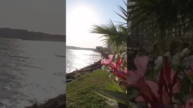 Sinop Sahil _ Zakkumlar #shortsvideo#sinop #travelshorts #shorts #short