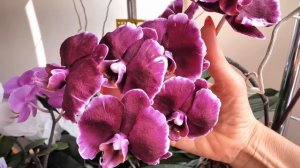 Бесконечное цветение орхидей.