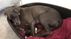 Great Dane and Kitten Snuggle Up.