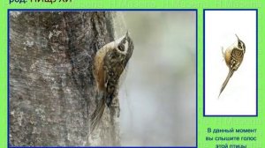 Пищуха. Голоса птиц