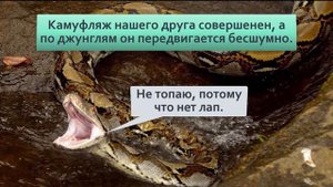 Сетчатый питон Именно он, а не анаконда, крупнейшая змея планеты Стадии развития чудовища