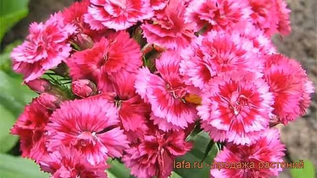 Гвоздика перистая Мэджик (dianthus plumarius) ? Мэджик обзор: как сажать, рассада гвоздики Мэджик смотреть онлайн
