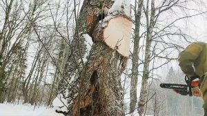 Гигантский сувель на березе. Грузоперевозки на лыжах.