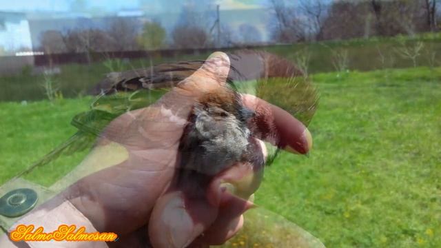 Ловля певчих птиц - Щегол на западок или Овсянки на паутинку. смотреть онлайн