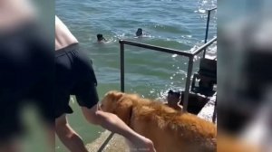 Забавные животные №72