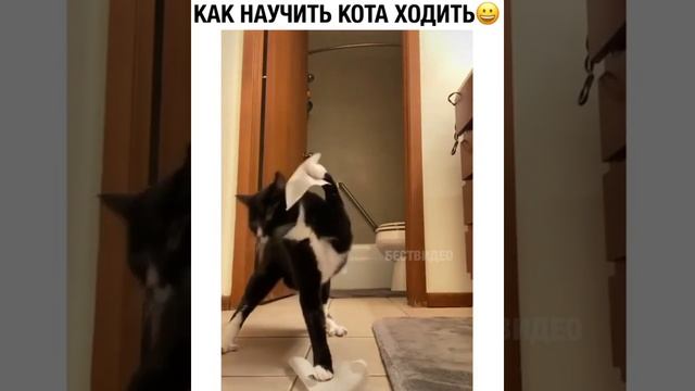 Как научить кота ходить на задних лапах