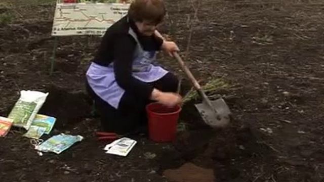 Правильная посадка саженцев на примере саженцев яблони