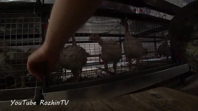 Бройлеры вес в месяц смотреть онлайн