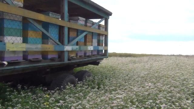 Цветение фацелии. Проблема химической обработки медоносных растений. В гостях на пасеке у ветврача