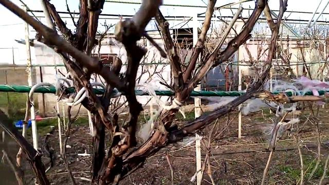 Обрезка винограда весной