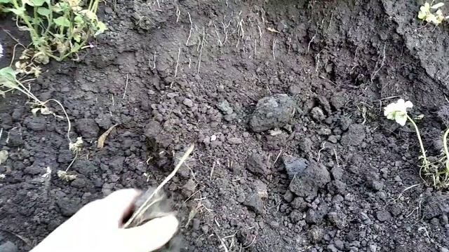 Как приготовить ПЛОДОРОДНЫЙ ГРУНТ ДЛЯ РАССАДЫ ЦВЕТОВ И ОВОЩЕЙ своими руками? Супер-состав! смотреть онлайн