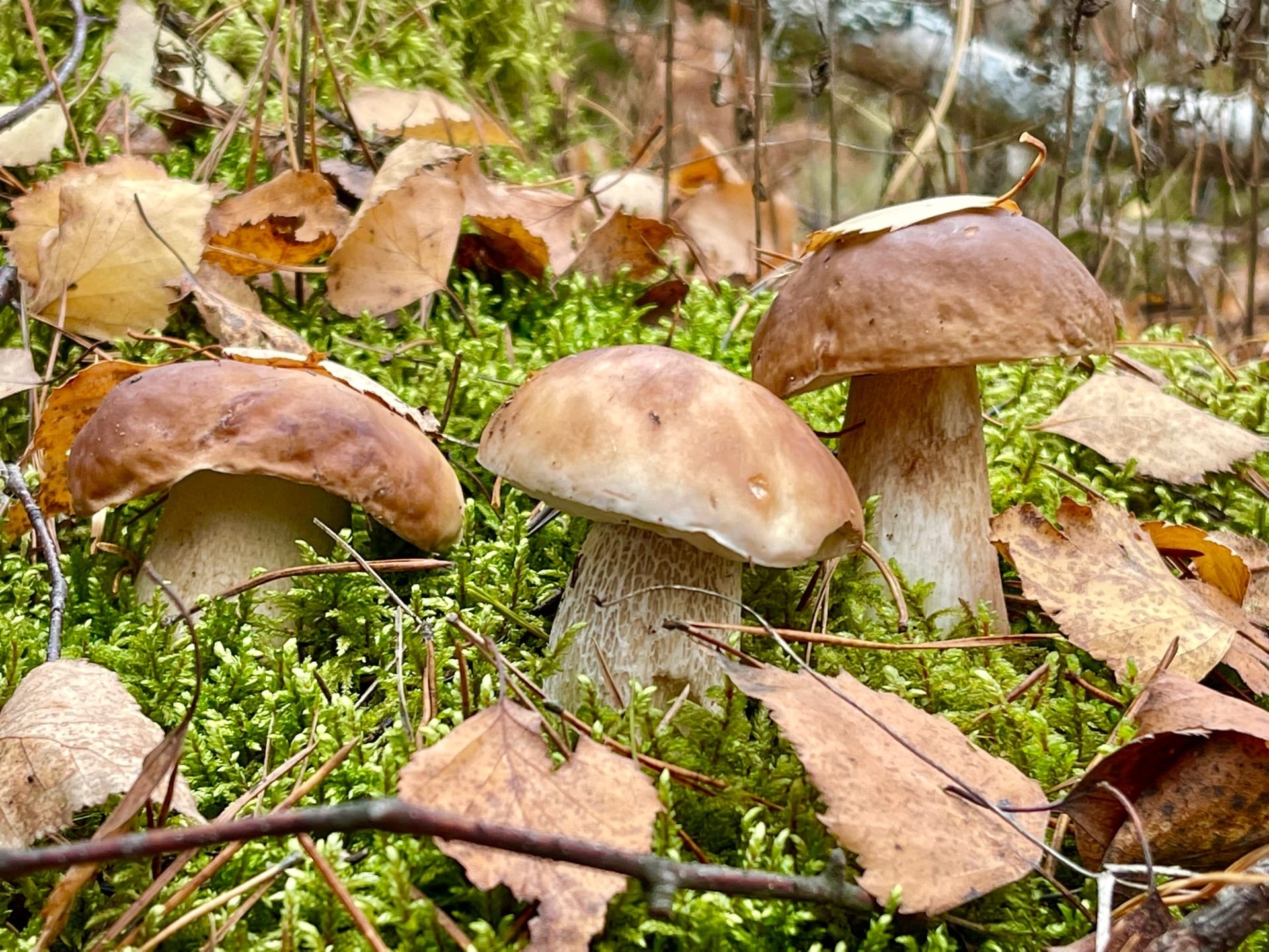 грибы октября фото