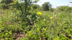 Ковурмы Шорба  Азербайджанская Кухня Деревенская Кухня  Рецепты