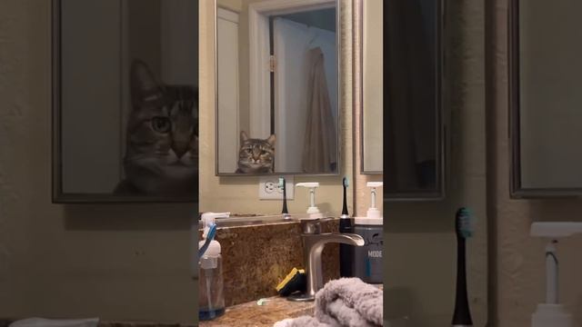 Кот и зеркало