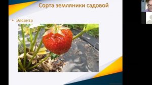 Земляника в Костанайской области.mp4