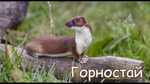 Голоси та звуки тварин Північної Америки.