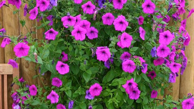 Petunia hybrida смотреть онлайн