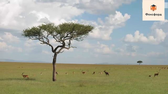 Южная Америка Население смотреть онлайн