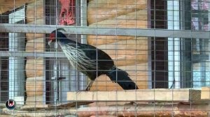 Чем кормить фазанов? How to feed pheasants? [секреты птицеводов]