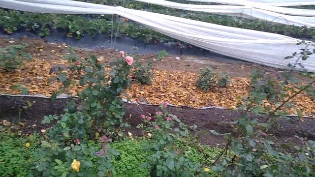 Почвенный гриб Триходерма и хищный гриб Бавария применение на клубнике! смотреть онлайн