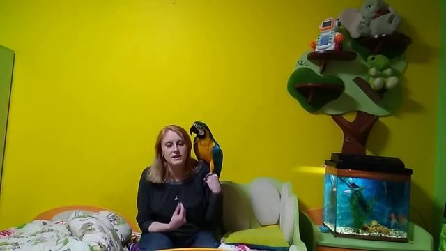 Воспитание большого попугая: дополнение / как отучить кусаться попугая: содержание большого попугая