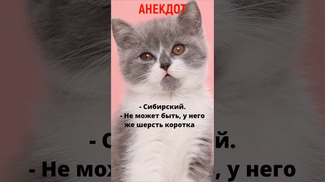 🤣Анекдот "Мадам, купите кота!" #анекдоты #юмор #приколы #мемы