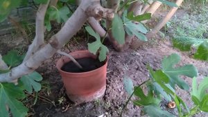 ИНЖИР/Размножение воздушными отводками