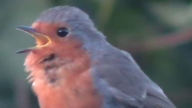 A Robin Singing смотреть онлайн