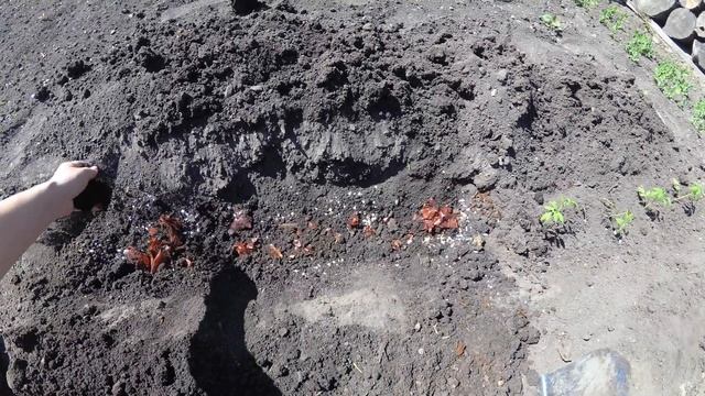 Что я добавляю в лунку при посадке томатов смотреть онлайн