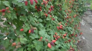 ежемалина тайберри 2018 часть - 2