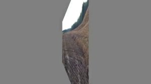 Сваливание полеглого гороха в валок самоходной косилкой MacDon M 105