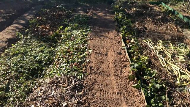 Какой на вкус пепино? / 10 соток смотреть онлайн