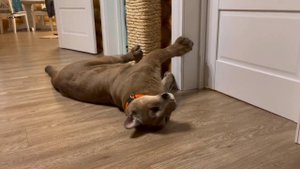 Месси сходит с ума от запаха..