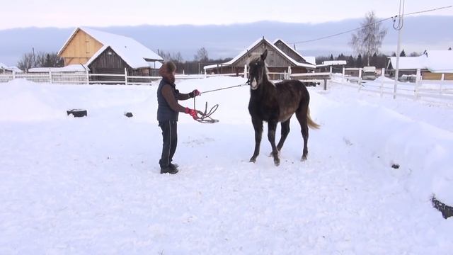 Оповоживание жеребёнка после отъёма. смотреть онлайн