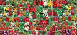 Тестирование семян от АФ Русский огород. Промежуточный отчет за июнь. Здесь и овощи и цветы.