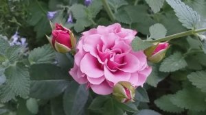 РОЗЫ СПРЕЙ 8 сортов - никогда не откажусь!