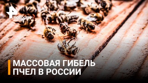 Улья пустеют на глазах: в России массово гибнут пчелы / РЕН Новости