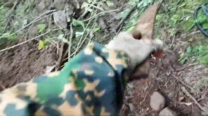 #28 Коп в Калужской области. Железная гора. Асеводы в деле. Ace Garrett 400i