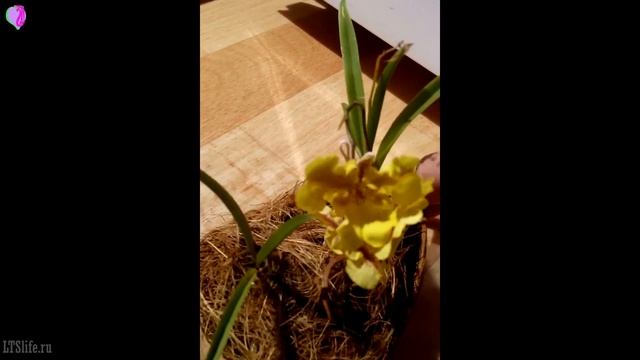 Обзор цветение Орхидеи Oncidium Zelemnia Midas от бутонов до цветков! Онцидиум пелорик!
