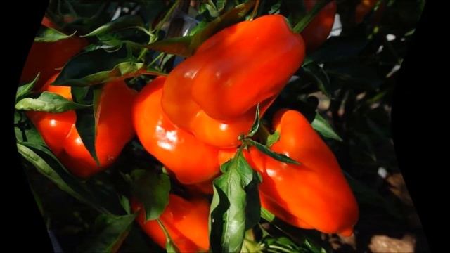 Как поливают перец смотреть онлайн