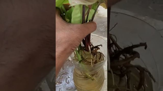 How To Propagate Syngonium ..☘️💯