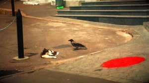 Одесса, ворона клюнула кошку / Odessa, a crow pecked a cat