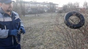 Немецкая овчарка.Строгий ошейник.