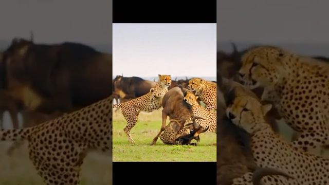 #chetah #bigcat #wildlife #africa #nature