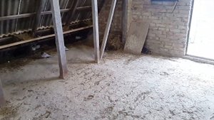 Голуби бойные мраморные белые стальные бакинцы г Фастов