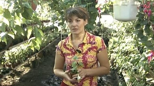 Борьба с белокрылкой. Урожайные грядки. смотреть онлайн