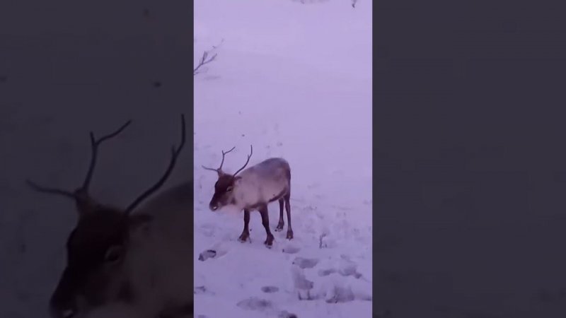 Самая опасная помеха зимой для дальнобоев в Скандинавии ☝️ #дальнобойпоскандинавии